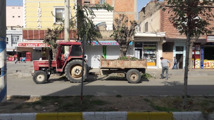 Bismil Belediyesi Ağaç Budama Çalışması Başlattı