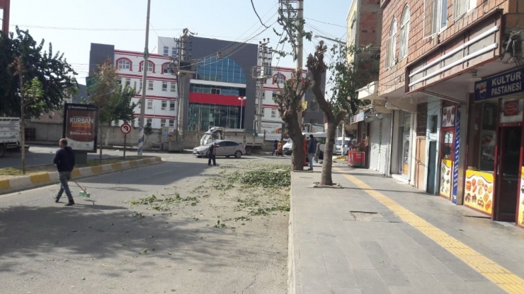 Bismil Belediyesi Ağaç Budama Çalışması Başlattı