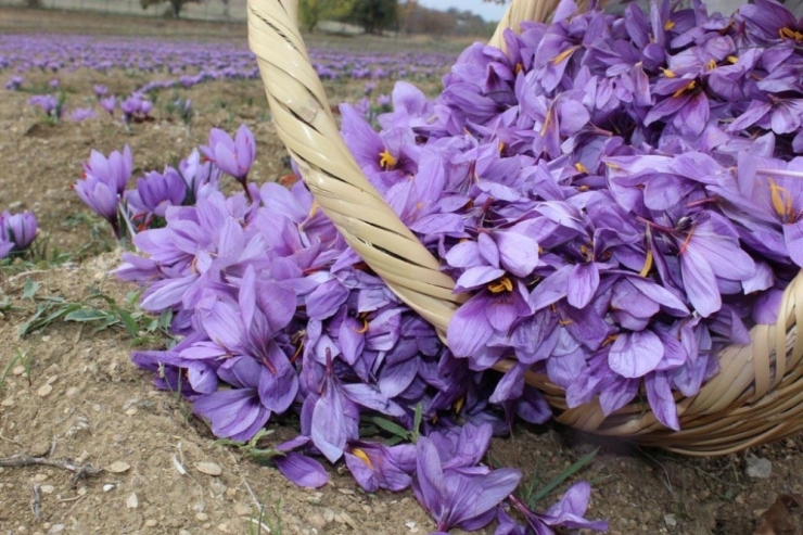 Safranbolu Safranı Yayım Projesi Kapsamında ’Tarla Günü’ Etkinliği Düzenlendi