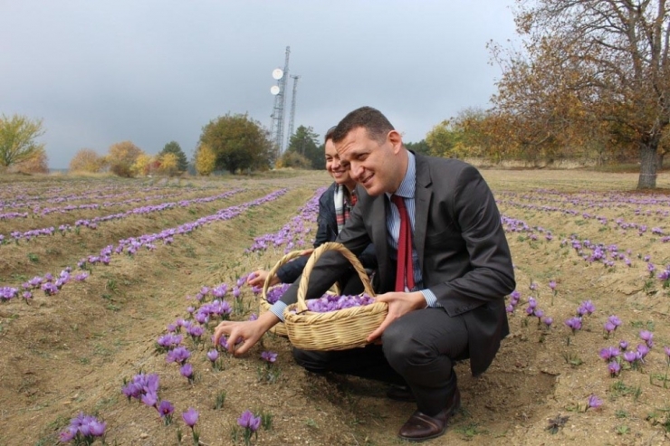 Safranbolu Safranı Yayım Projesi Kapsamında ’Tarla Günü’ Etkinliği Düzenlendi
