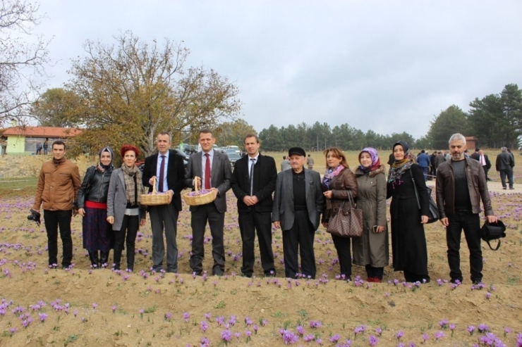 Safranbolu Safranı Yayım Projesi Kapsamında ’Tarla Günü’ Etkinliği Düzenlendi