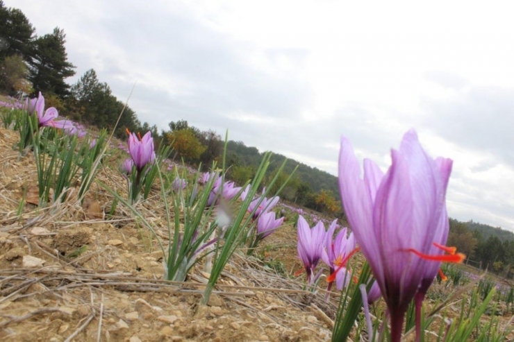 Safranbolu Safranı Yayım Projesi Kapsamında ’Tarla Günü’ Etkinliği Düzenlendi