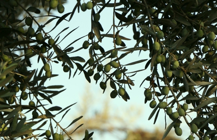 ‘Zeytin Gençleştirme Budaması Desteği’nde Önemli Uyarı!