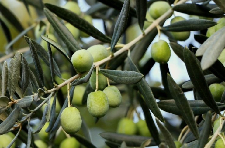 ‘Zeytin Gençleştirme Budaması Desteği’nde Önemli Uyarı!