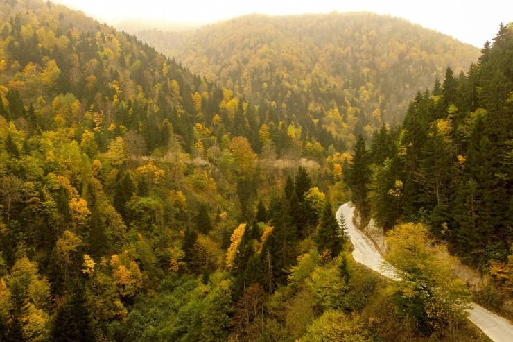 Örümcek Ormanları Sonbaharda Bir Başka Güzel