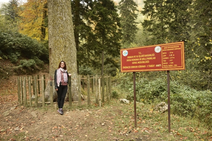 Örümcek Ormanları Sonbaharda Bir Başka Güzel