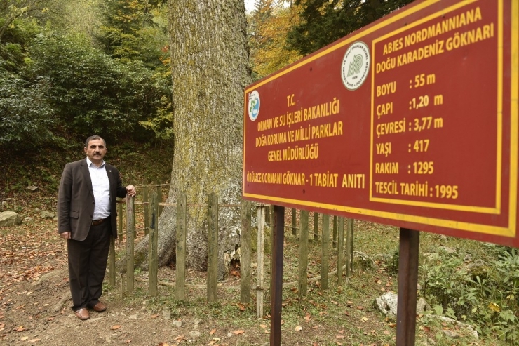 Örümcek Ormanları Sonbaharda Bir Başka Güzel