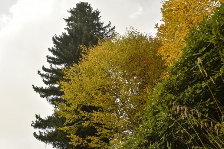 Örümcek Ormanları Sonbaharda Bir Başka Güzel