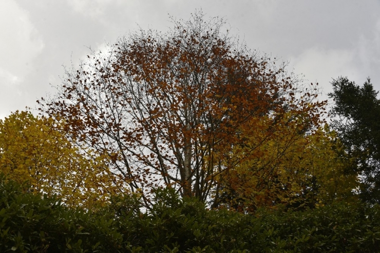 Örümcek Ormanları Sonbaharda Bir Başka Güzel