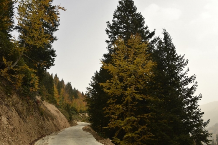 Örümcek Ormanları Sonbaharda Bir Başka Güzel