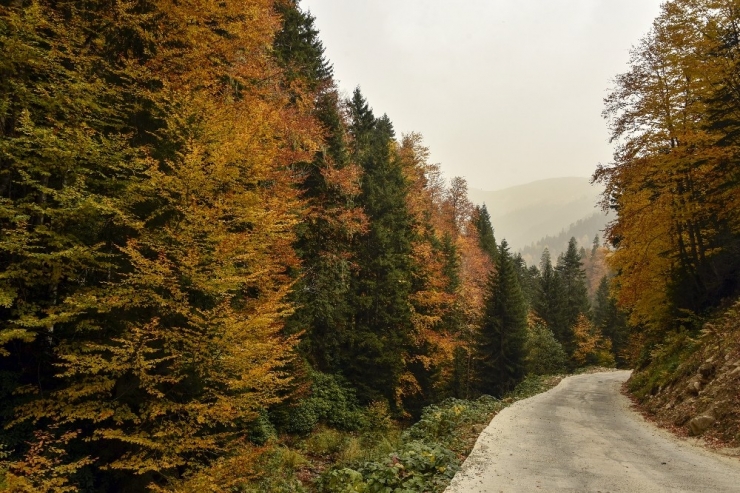 Örümcek Ormanları Sonbaharda Bir Başka Güzel