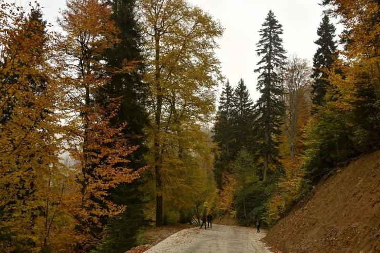 Örümcek Ormanları Sonbaharda Bir Başka Güzel
