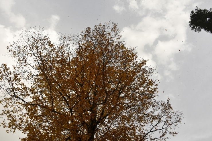 Örümcek Ormanları Sonbaharda Bir Başka Güzel