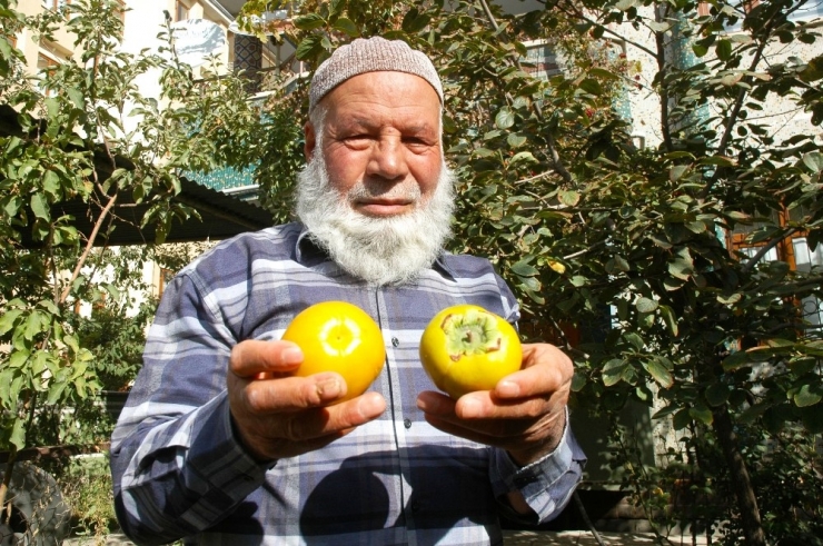 Van’da Cennet Hurması Yetiştirildi