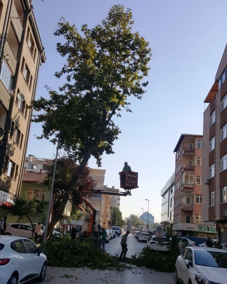 İzmit’te Parklar Bakımdan Geçiyor
