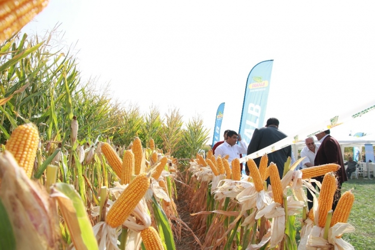 Kızıltepe’de Mısır Festivali Başladı