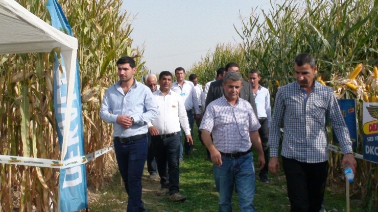 Kızıltepe’de Mısır Festivali Başladı