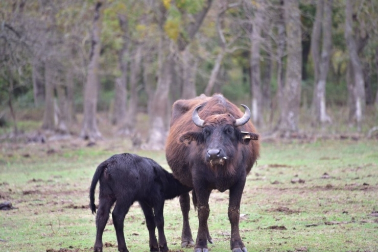 Kızılırmak Deltası Kuş Cenneti’nin Unesco Yolculuğu