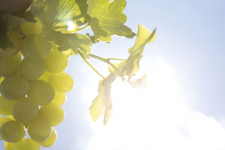 Üzümden Gelen Güzellikle Daha Sıkı Ve Genç Bir Cilt