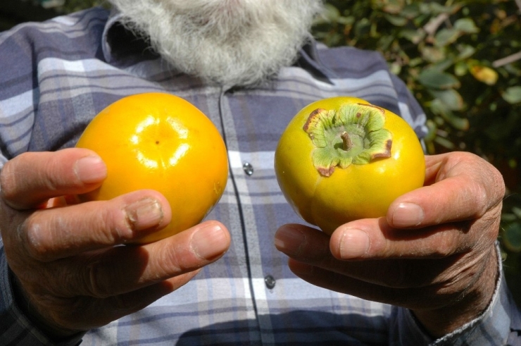 Van’da Cennet Hurması Yetiştirildi