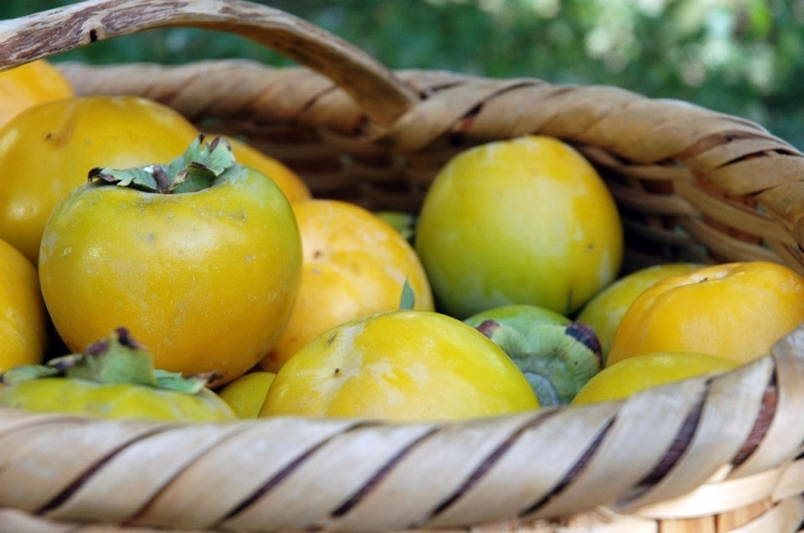 Van’da Cennet Hurması Yetiştirildi