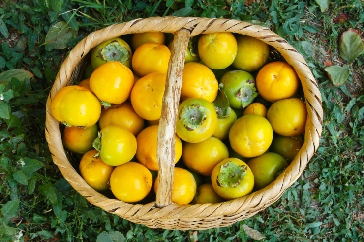 Van’da Cennet Hurması Yetiştirildi