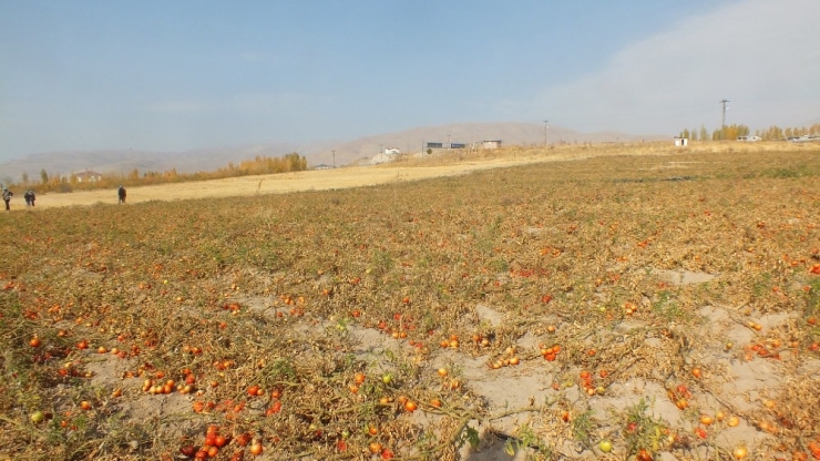 Adilcevaz’da Domatesler Tarlada Kaldı