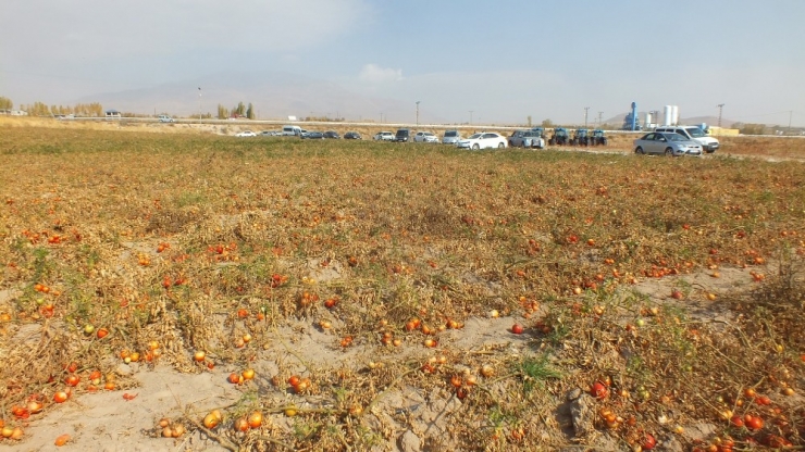 Adilcevaz’da Domatesler Tarlada Kaldı