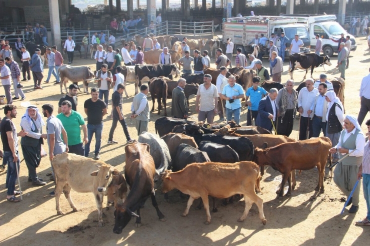 Diyarbakır Kırmızı Et Üreticileri Birliği Yönetim Kurulu Başkanı Yılmaz: "Ucuz Kırmızı Et İçin Yerli Üretim Teşvik Edilmeli"