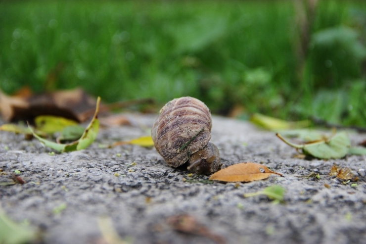 Dünyanın Dört Bir Yanından Bitkiler ‘Anadolu Arboretum’da Buluştu