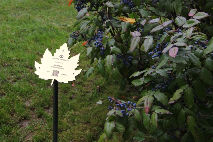 Dünyanın Dört Bir Yanından Bitkiler ‘Anadolu Arboretum’da Buluştu