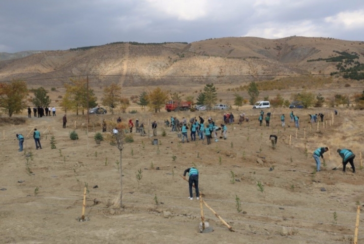 Erzincan’da Denetimli Serbestlik Yükümlüleri 260 Fidan Dikti