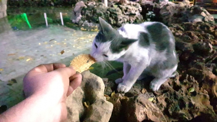 Tarhana Bağımlısı Kedi