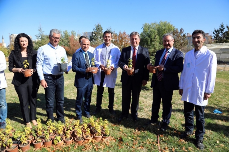 Talas Belediyesi İle Erciyes Üniversitesi “Talas’ın Karadut”unu Yaşatacak