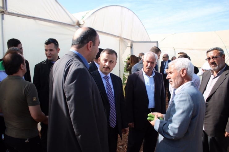 Genç Çiftçi Projesinde Serada Üretime Başlandı