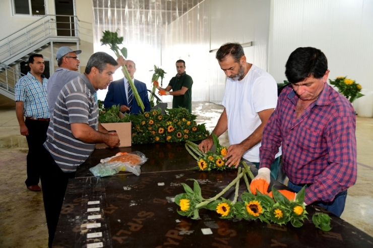 Adana’dan Hollanda’ya 2.5 Milyon Dal Çiçek