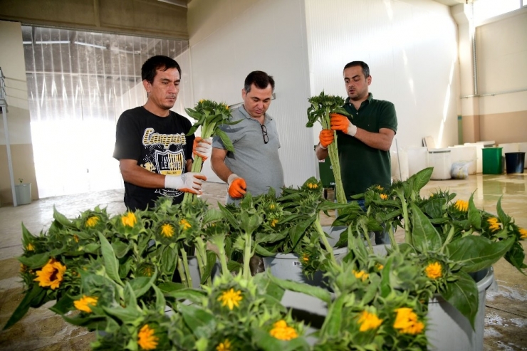 Adana’dan Hollanda’ya 2.5 Milyon Dal Çiçek