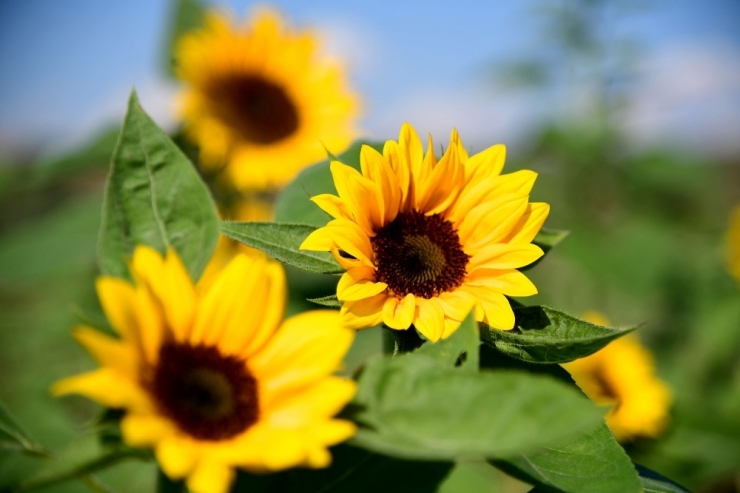 Adana’dan Hollanda’ya 2.5 Milyon Dal Çiçek