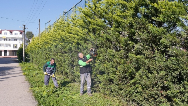 Başiskele’de Ağaçlara Periyodik Bakım Yapıldı