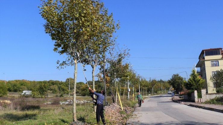 Başiskele’de Ağaçlara Periyodik Bakım Yapıldı