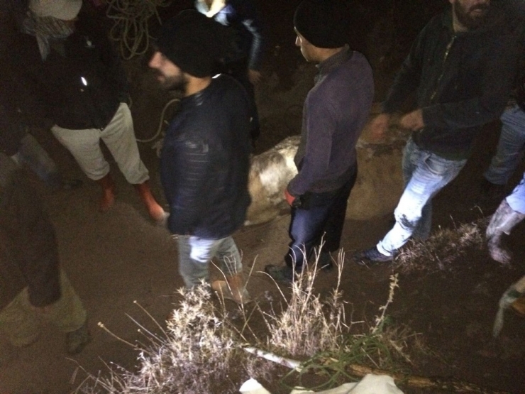 Çukura Düşen İnek, Köylülerin Yardımı İle Kurtarıldı