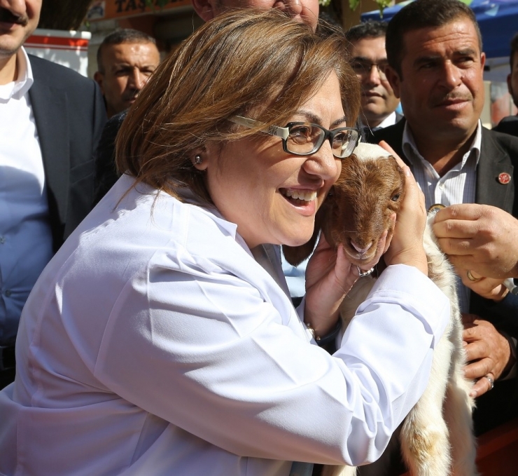 250 Bin Küçükbaş Hayvana Aşı