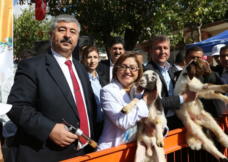 250 Bin Küçükbaş Hayvana Aşı