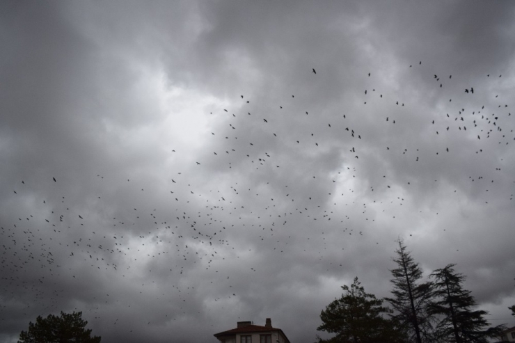 Gökyüzünde Sığırcık Şöleni