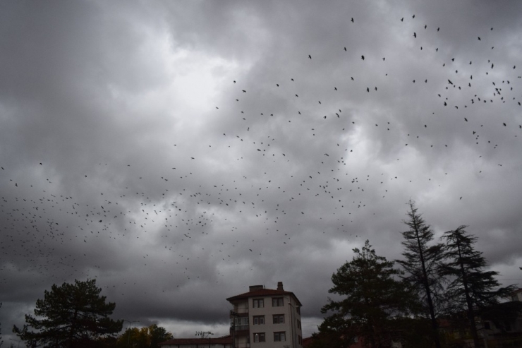 Gökyüzünde Sığırcık Şöleni
