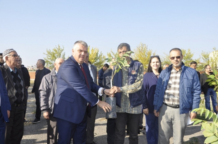 Üreticilere Zeytin Ve Badem Fidanı Desteği