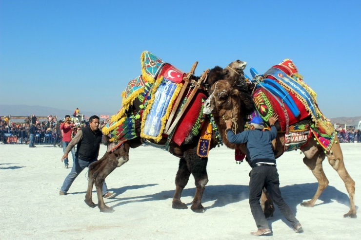 Mersinli Deve Güreşine Hazırlanıyor