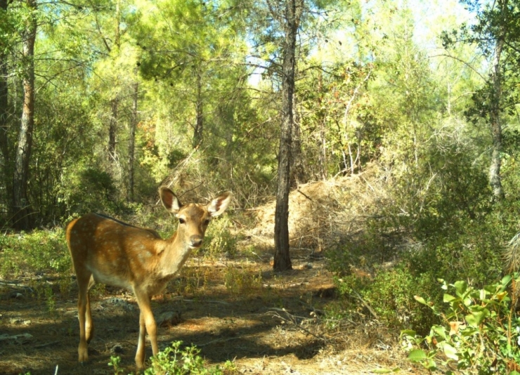 Sdü’den “Alageyik Habitatı” Koruma Hamlesi