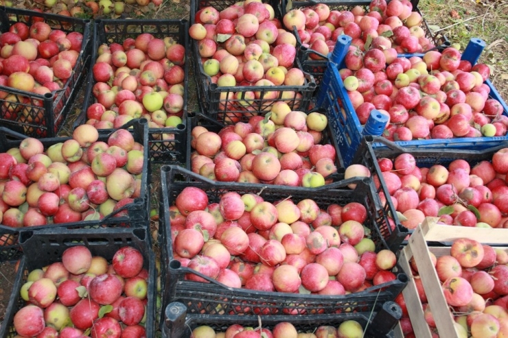 Beytüşşebap’ta Elma Hasadı Başladı