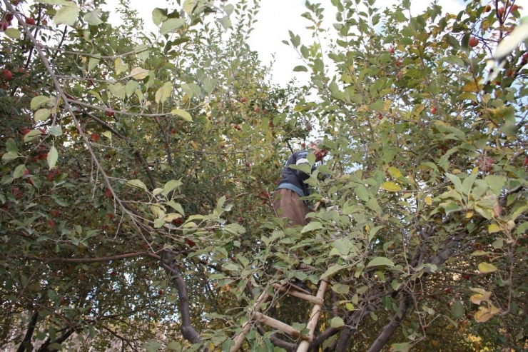 Beytüşşebap’ta Elma Hasadı Başladı